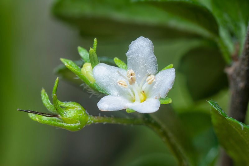 fiore di bonsai murraya 