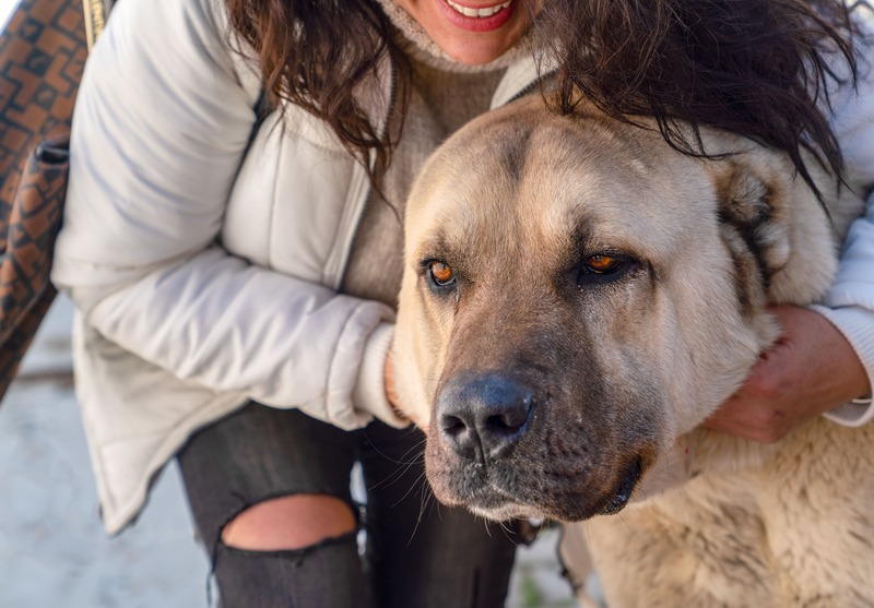 Kangal con padrone donna